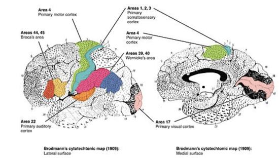 Cytoarchitecture of the brain