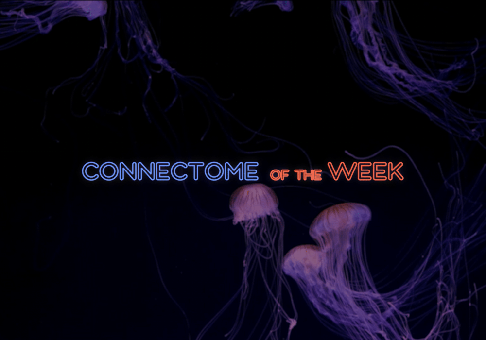 Connectome of the Week